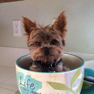 Meet your Posher, Sandy